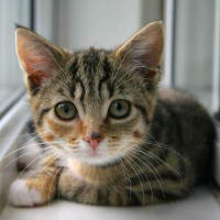 Adorable kitten as placeholder image