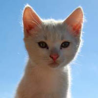 Adorable kitten as placeholder image